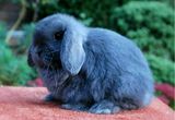 迷你荷兰宠物垂耳兔宝宝 纯种长毛活体宠物兔子萌宠 包活72小