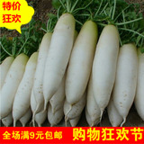 大白萝卜种子九斤萝卜王 阳台四季播 秋冬季蔬菜种子包邮