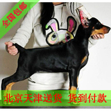 德系杜宾犬 幼犬杜宾 活体狗 包邮宠物狗货到付款 北京天津G01