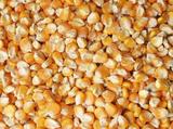 2015农家自产散装有机玉米 鸡鸭动物饲料 五谷杂粮500g 玉米粒