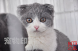 【宠物印象】蓝白双色折耳奶猫 小公 3个月 性格超好