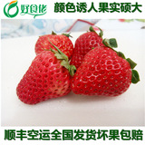 北京特产 有机天香红颜草莓奶油草莓700克装新鲜草莓