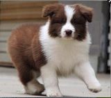边境牧羊犬出售七白纯种边牧幼犬宠物狗家养白金赛级血统视频送货