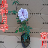 正品月季花苗 蓝色月季苗【蓝月】蔷薇 玫瑰 庭院阳台花卉 包对版