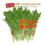 老一特卖 新鲜芝麻菜 有机蔬菜自种批发价火箭菜芝麻菜5.9半斤
