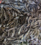 延边特产北朝鲜风味海燕鱼鱼干散装鱼干零食小吃东北小鱼鱼片500g