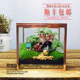 龙猫苔藓微景观生态瓶绿植盆栽办公桌植物迷你摆件成品顺丰包邮