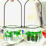 懒虫虫 水培植物玻璃花瓶挂壁绿萝吊兰花盆水培容器小吊瓶送铁环
