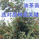 基地批发长林4号高产嫁接油茶树苗白花茶籽油茶王最好油茶树品种