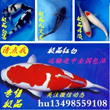 特价精品纯种日本红白锦鲤鱼苗宠物鱼观赏鱼冷水鱼风水鱼活体包活