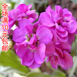芳香花卉种子 紫罗兰种子 阳台庭院盆栽花草种子 四季可播易种植