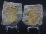 对开燕子石蝙蝠石王冠虫 三叶虫古生物化石*天然动物标本原石16