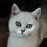 NEARGO猫岛咖啡-毛尖色银渐层英短 英国短毛猫 MMDD