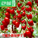 台湾农友千禧小番茄种子 寿光蔬菜种子 杂交品种 圣女果种子
