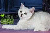 南京宠物猫店 南京买猫 银渐层英国短毛猫 宠物猫咪 白色银色英短