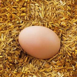 波兰鸡鸡蛋/宝蓝及种蛋/受精蛋/观赏鸡种蛋/波兰元宝种蛋