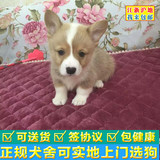 上海柯基幼犬 聪明可爱的宠物狗狗 品相好套花均匀 可送货上门
