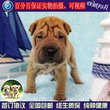 沙皮犬幼犬出售 纯种沙皮幼犬 宠物狗狗活体 家养包纯种 包健康01
