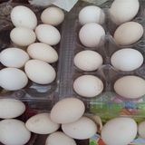 出售受精蛋 元宝鸡批发 绿壳蛋鸡鸡苗 斗鸡受精种蛋 土鸡种