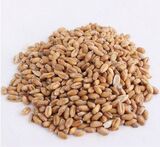 NHG猫草种子 帮助去毛球薄荷零食小麦种16g发芽率高宠物调理肠胃