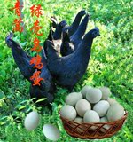 乌鸡蛋绿壳蛋 正宗农家青蒿林散养纯天然新鲜土鸡蛋10枚包邮
