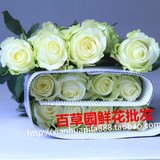 云南昆明鲜花批发上海速递淡绿色雪山玫瑰花（20枝/扎）