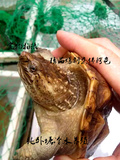 促销大黄爆刺杂佛鳄龟背夹3到11公分黄壳鳄鱼龟活体宠物免邮乌龟