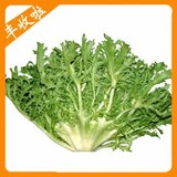 花叶苦苣种子(10克)-野菜种子-苦苣种子-蔬菜种子-花叶菜种子