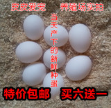 手养虎皮鹦鹉受精蛋受精卵新鲜鸟蛋种蛋可人工孵化鸟蛋买6送1包邮