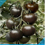 寿光蔬菜种子进口蔬菜央视上榜黑珍珠黑番茄种子洋柿子种子苗子
