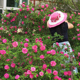 可食用可绿化四季紫枝玫瑰花苗 园林绿化玫瑰苗植物家庭阳台盆景