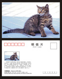 中国狸花猫明信片A版（可做猫极限片）