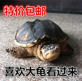 1-3斤宠物活体大乌龟北美小鳄龟小E龟鳄鱼龟送龟粮特价直销
