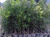 有氧常绿植物花卉 日本罗汉松树苗 净化空气 防辐射盆栽庭院植物