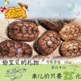 【儿童节礼物】宠物龟龟活体水龟乌龟墨龟中华草龟金线龟免邮10cm