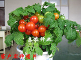 矮生盆栽番茄种子 盆栽蔬菜种子  圣女果 小番茄 阳台种植