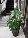 仿真植物假树盆景盆栽花卉18叶子小发财小植物葵客厅装饰入户花园