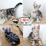 CFA美国短毛猫 银虎斑 立耳mm小红 宠物猫 纯种 标准纹 sold