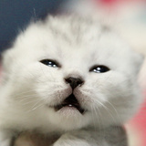 【幸福猫空宠物生活馆】银渐层英短猫 英国短毛 弟弟 索索