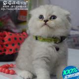 【已领展示】高地折耳渐层宠物猫咪超可爱超圆【杭州义乌】