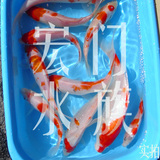 纯种日本锦鲤 普通红白 5-9CM 观赏鱼活体 风水鱼 金鱼活体