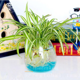 2只包邮圆形玻璃小花瓶透明插花水培绿萝花器花盆创意装饰品摆件