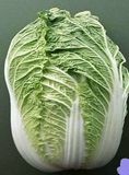 寿光蔬菜种子 农家白菜种子 优质春冬秋大白菜 耐寒抗病强