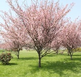 樱花盆栽 南方北方 庭院种植樱花树苗当年开花 樱花苗 包邮