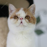 宠物猫 加菲猫 纯种猫 异国短毛猫 咖啡猫 动物 礼物《售罄展示》