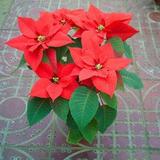 植物盆栽 又称一品红 圣诞红 适合圣诞节日庆典 单株销售