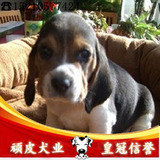 北京纯种血统比格幼犬出售  比格小猎犬 比格犬实拍 宠物狗狗