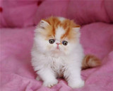 加菲猫宠物猫咪/异国短毛猫/家养纯种短毛/幼猫活体红白弟弟公猫