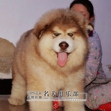 赛级巨型阿拉斯加梦幻色阿拉斯加幼犬出售欢迎爱狗人士上门挑选