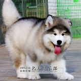 纯种阿拉斯加幼犬 家养巨型阿拉斯加犬 雪橇犬 大型宠物狗包健康